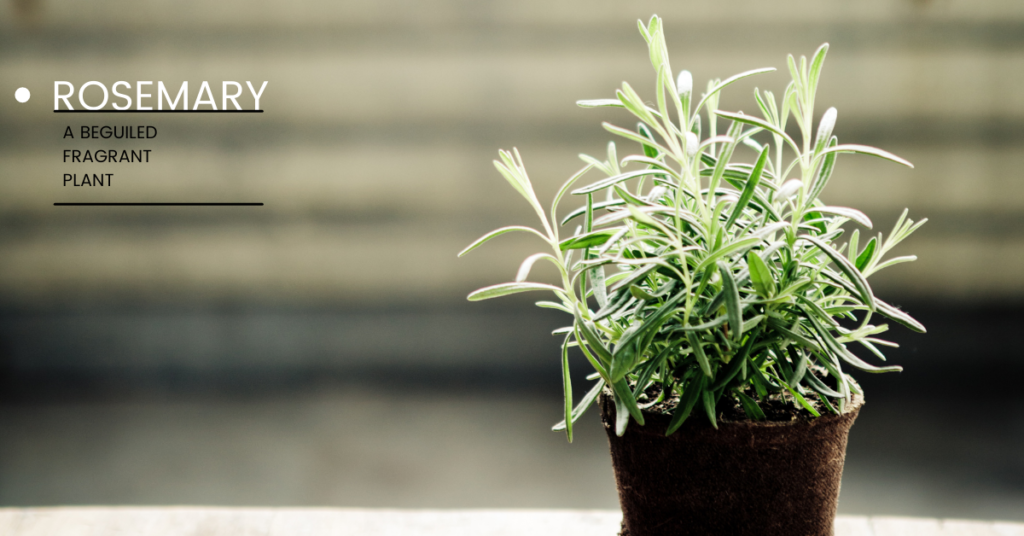 Rosemary - one of the best Air Purifying Plants.