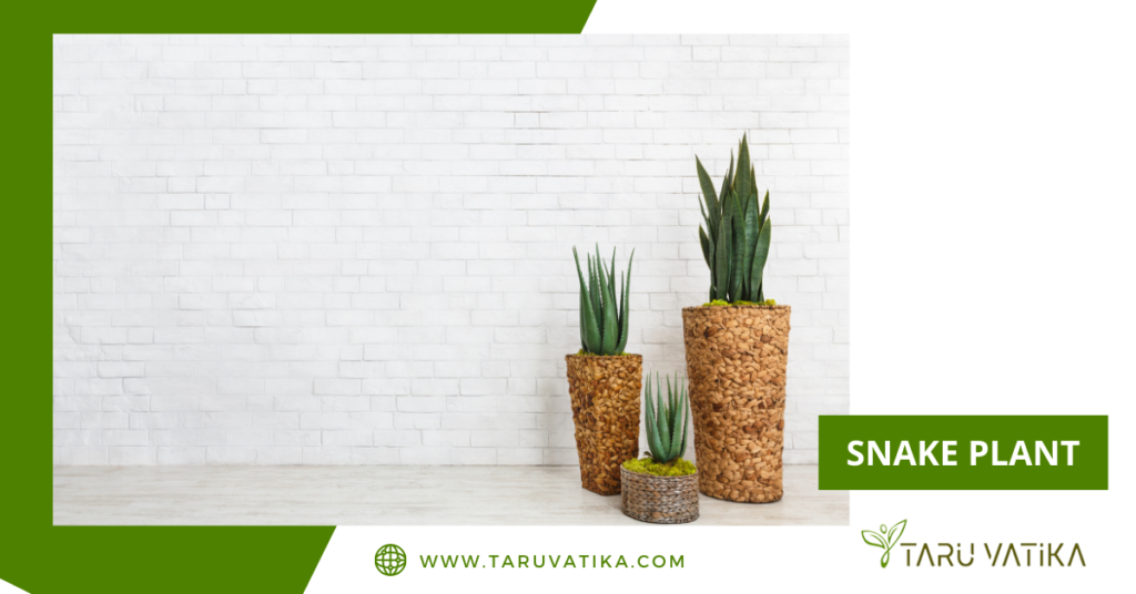 Snake Plant @ TaruVatika