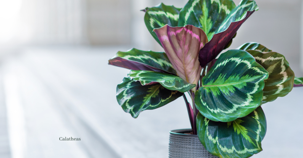 Top 8 Positive Energy Plants -   Calatheas