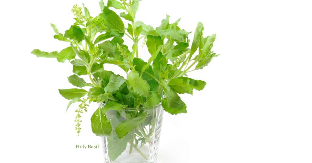 Top 8 Positive Energy Plants -   Holy Basil