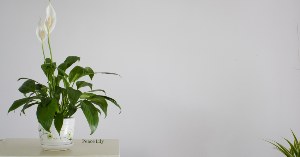 Top 8 Positive Energy Plants -   Peace Lily