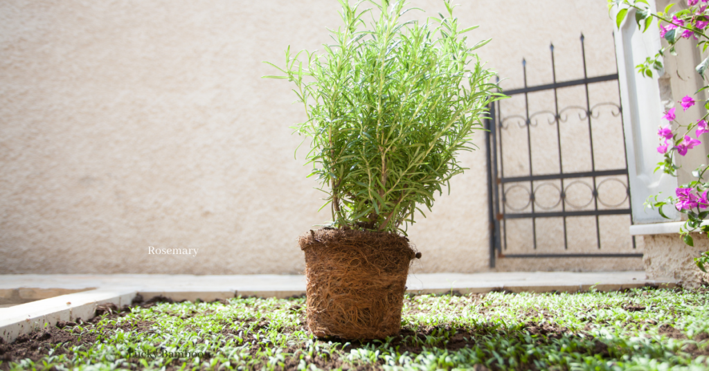 Top 8 Positive Energy Plants -   Rosemary