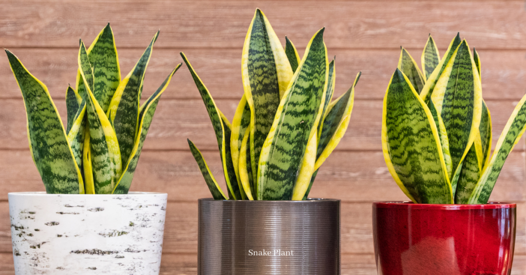 Snake Plant