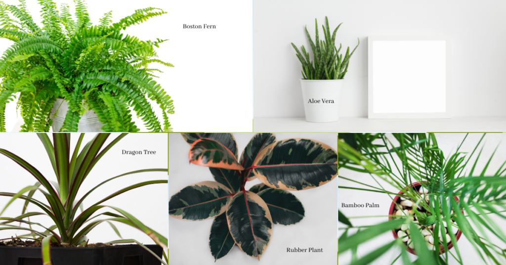 stylish plants that cleanse toxins
