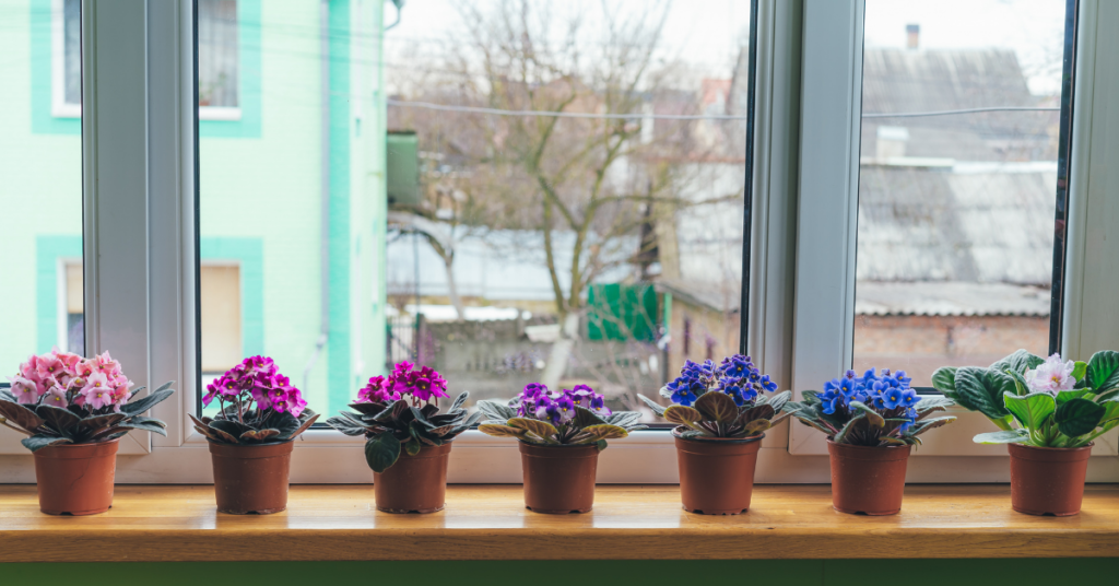 African Violet - Desk Plants