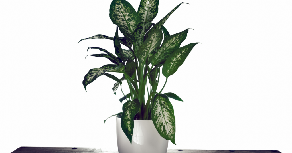 Aglaonema