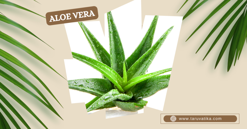 Aloe Vera - Air-Purifying Indoor Plants