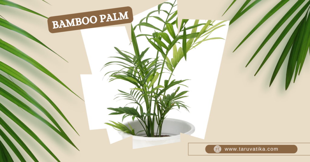 Bamboo Palm