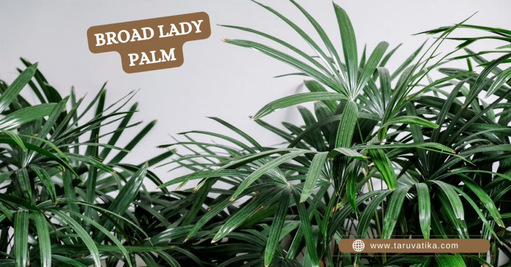 Broad lady palm - Indoor Plants