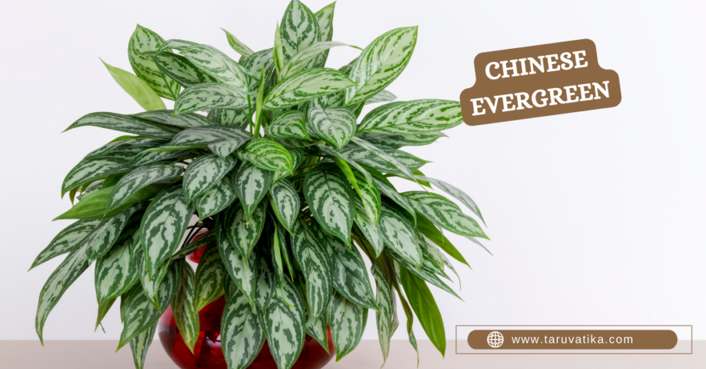 Chinese Evergreen - Air-Purifying Indoor Plants