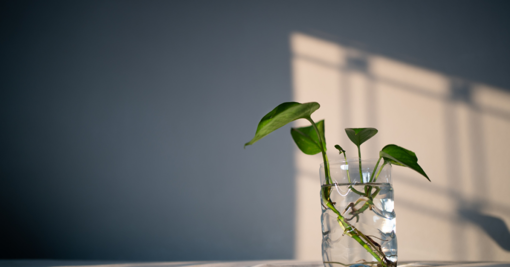 Devil’s Ivy - Desk Plants