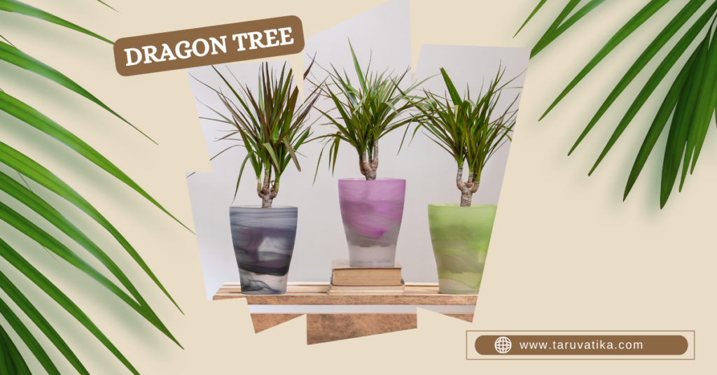 Dragon Tree - Air-Purifying Indoor Plants