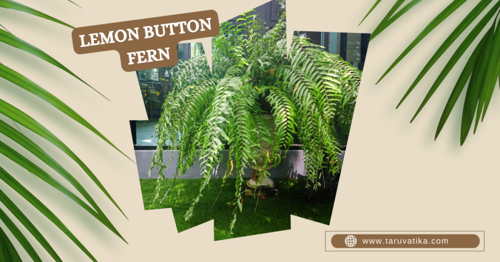 Lemon Button Fern - Indoor Plants