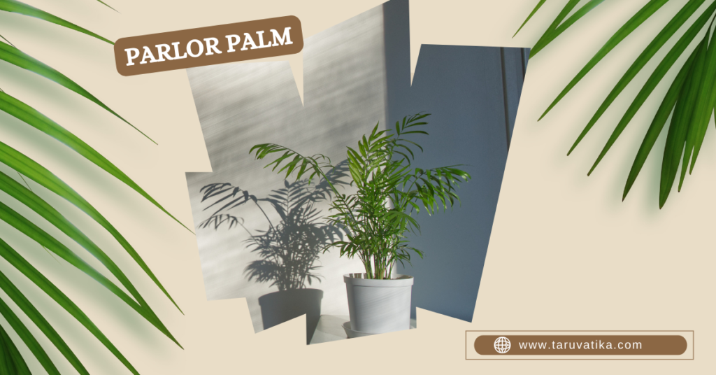Parlor palm - Indoor Plants