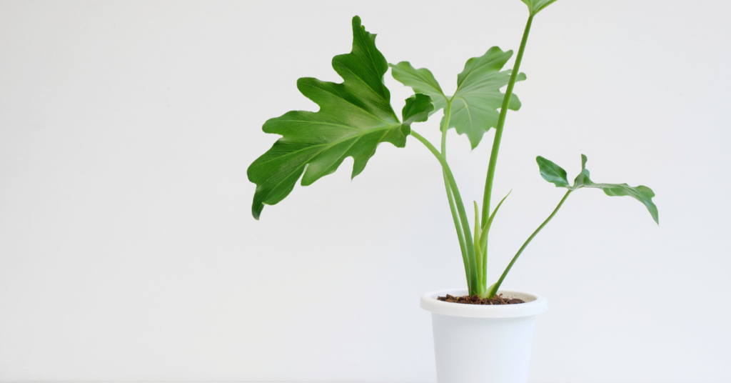 Philodendron Desk Plants