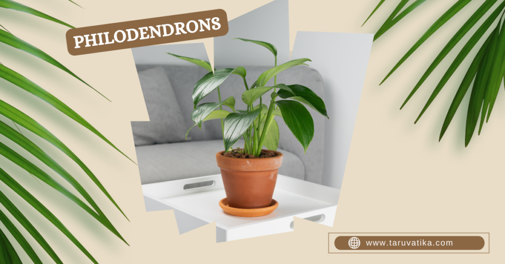 Philodendrons