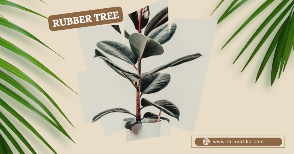 Rubber tree