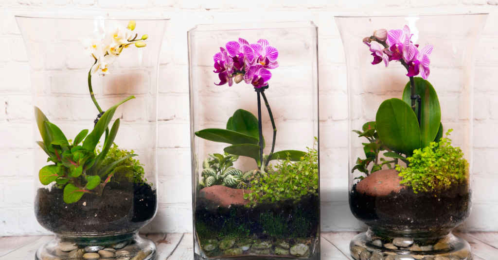 Terrarium Plants Come in Trend