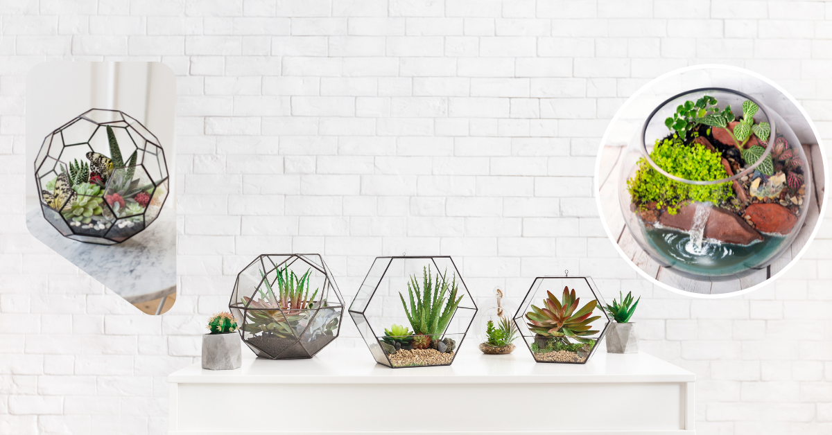 Everything You Need to Know About Terrarium Plants