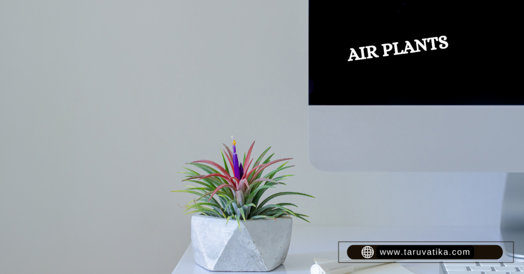 Air plants