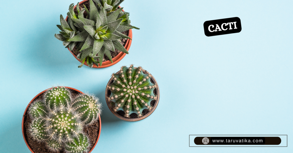TABLETOP PLANTS - Cacti