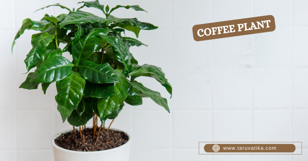 Houseplants - Coffee plant