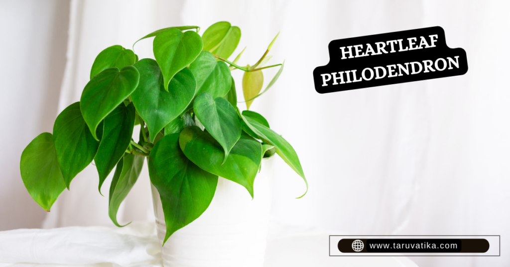 TABLETOP PLANTS- Heartleaf Philodendron