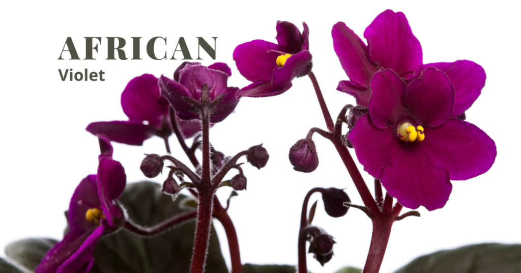 African violet