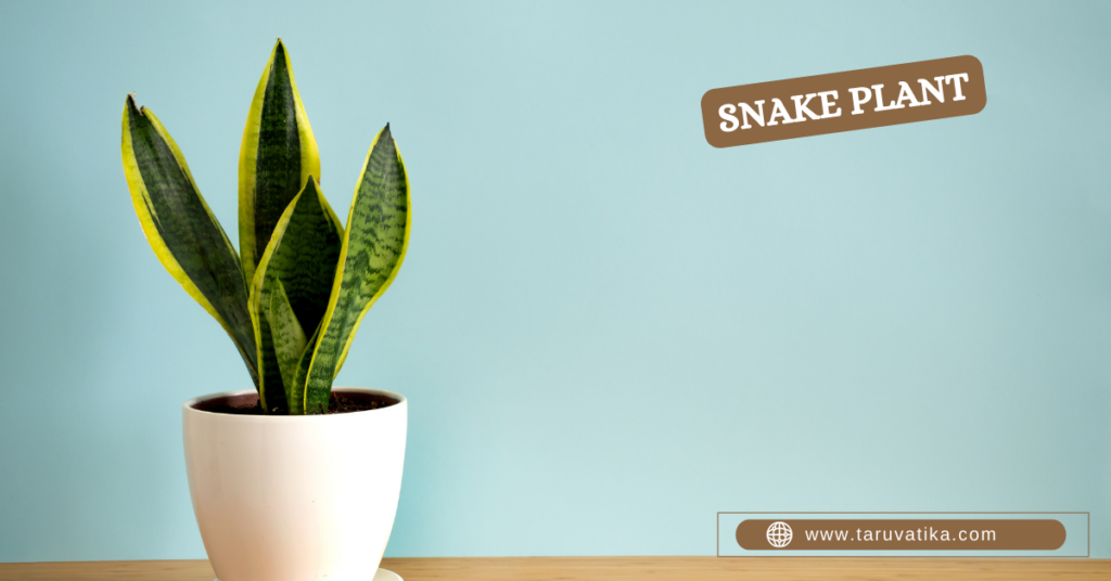 Snake Plant