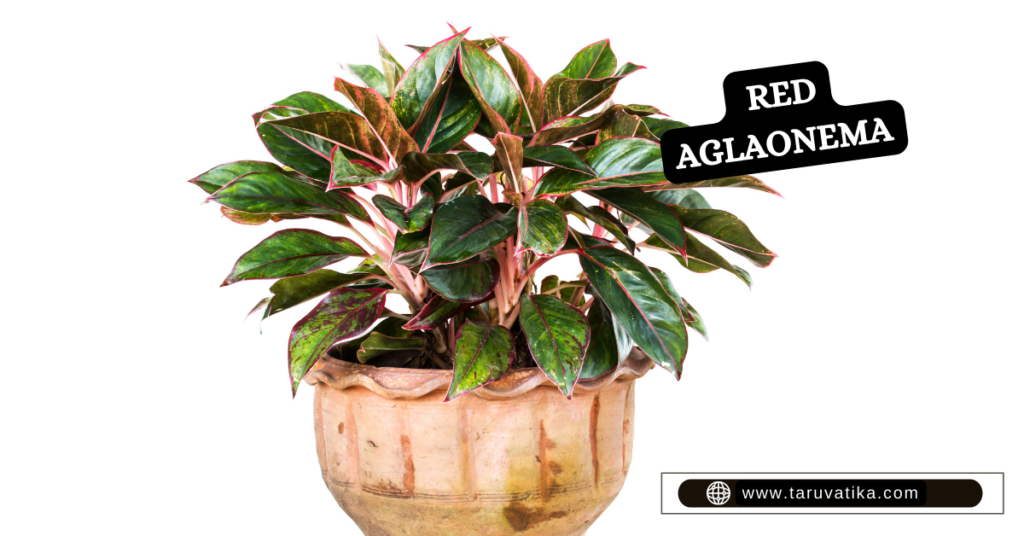 TABLETOP PLANTS- Red Aglaonema