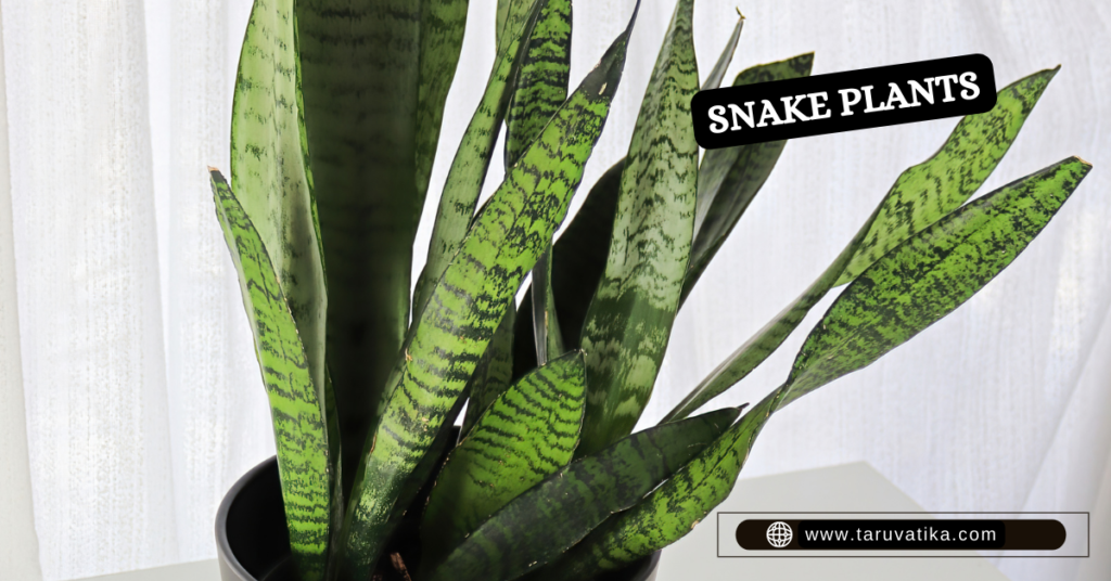 Snake Plants