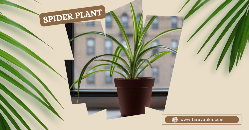 Houseplants - Spider Plant
