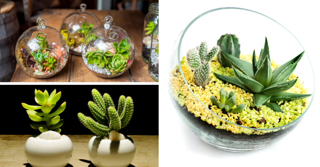 Terrarium plants 