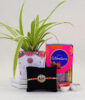Onkar AD Rakhi with Spider Plant Combo