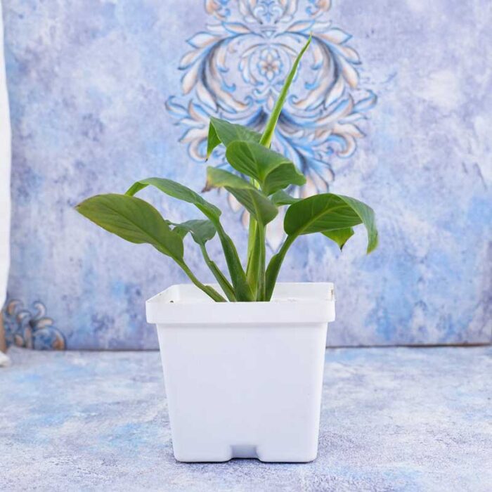 pearl-rakhi-with-peace-lily-plant-n-chocolates_3