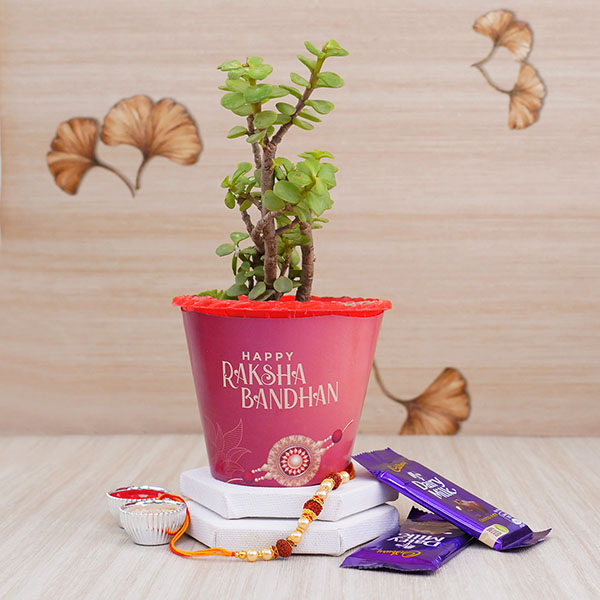 rudraksha-rakhi-with-jade-plant-n-chocolates