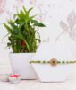 Combo of Pearl Rakhi N Lucky Bamboo Plant