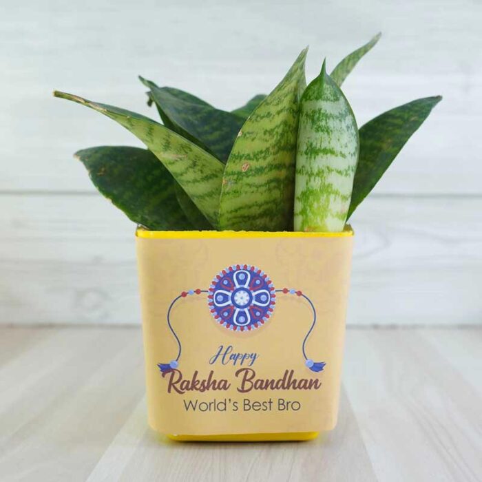 combo-of-silver-rakhi-with-snake-plant_3
