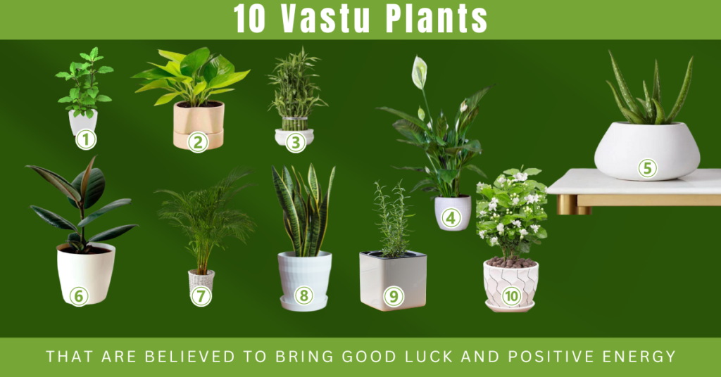 10 Vastu Plants