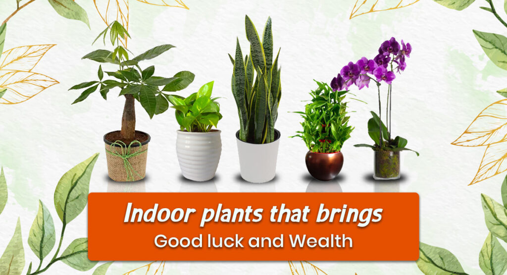10 Vastu Plants for Positive Energy and Good Fortune