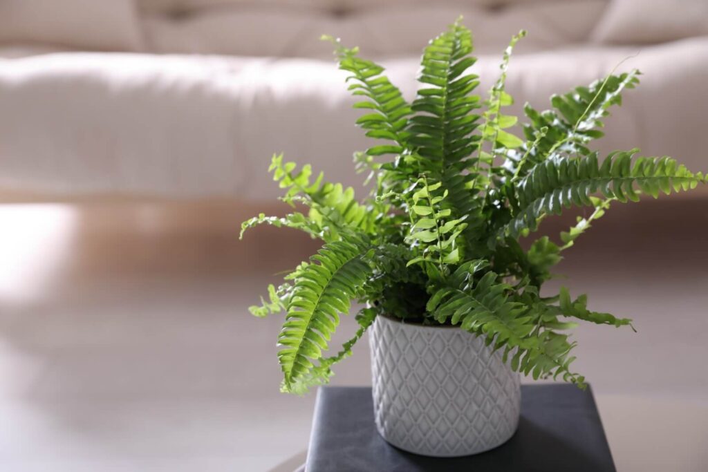 Indoor plants - Boston Fern