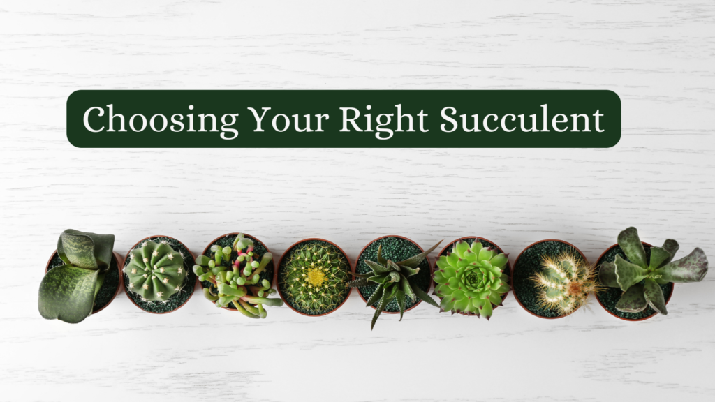 Choosing Your Right Succulent