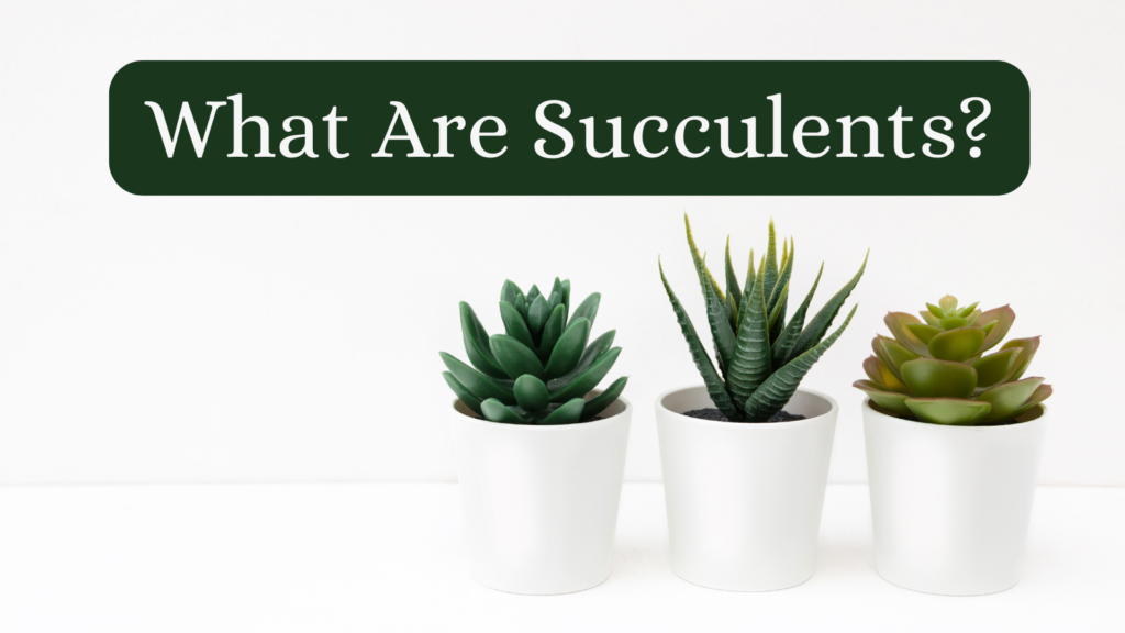 What Are Succulents?